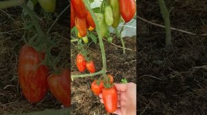 Томат средней высоты в теплице. Сорт томата Перцевидный полосатый.