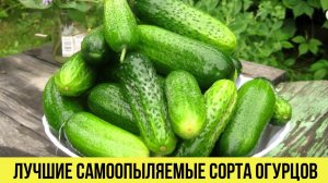 Урожай будете собирать ведрами Мои Самые лучшие сорта и гибриды огурцов, которые стоит посадить