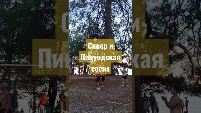 Волейбол у моря #пицунда #абхазия #лдзаа #лидзава #сосны #сквер #море #sport