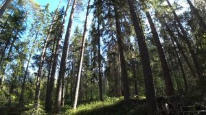 ОХОТА НА БОРОВУЮ ДИЧЬ / ОХОТА С ЛАЙКОЙ /  ОХОТА НА ГЛУХАРЯ, ТЕТЕРЕВА, РЯБЧИКА / ИЗБА