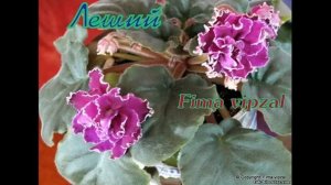 тайна мистики фиалки