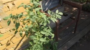 17.07.2021. Полив растений остатками Грибного Эликсира...