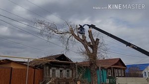 Спилили большой тополь