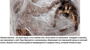 Какая нить самая прочная