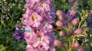 Дельфиниум гибридный Мэджик Фонтейн Черри Блоссом Вайт Би ? обзор: как сажать, саженцы дельфиниума