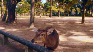 Японский Олень разговаривает с Катей в Парке "Нара"