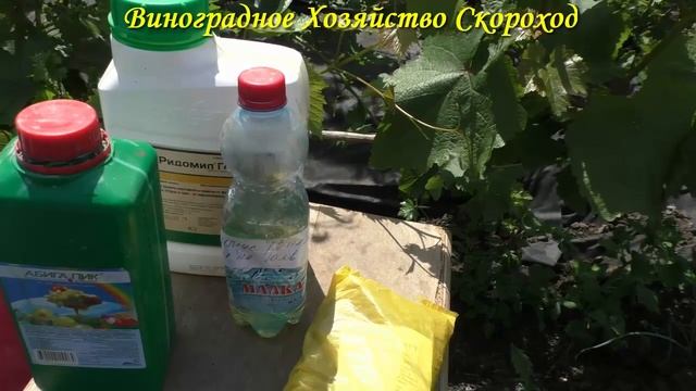 Очень важная обработка винограда от болезней перед цветением смотреть онлайн