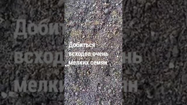 Посев семян Примулв мелкозубчатая