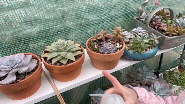 Como riego mis Suculentas 👩🌾 Vamos al Greenhouse 🪴#riegosuculentas#greenhouse смотреть онлайн