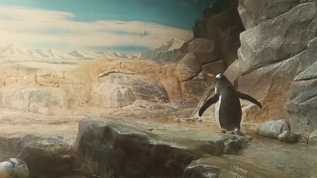 пингвины в Московском зоопарке смотреть онлайн