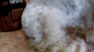 ЛАФХАК КАК СТРИЧЬ СОБАКУ ФОКСТЕРЬЕРА В ДОМАШНИХ УСЛОВИЯХ