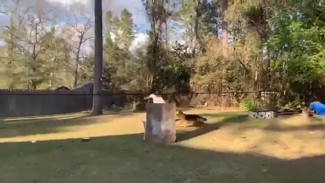 German Shepard bite-work 