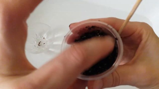 Пеларгония из семян собственного сбора. Посев пеларгонии зональной