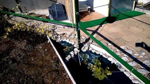 Если не растет ЛИМОННИК не забудь, что это ЛИАНА. Сделай шпалеру!