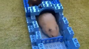 Хомячок Lego Полоса Препятствий