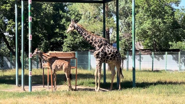Семья жирафов в нашем зоопарке. Almaty. ZOO. Любимый город Алматы. Лето 2021 смотреть онлайн