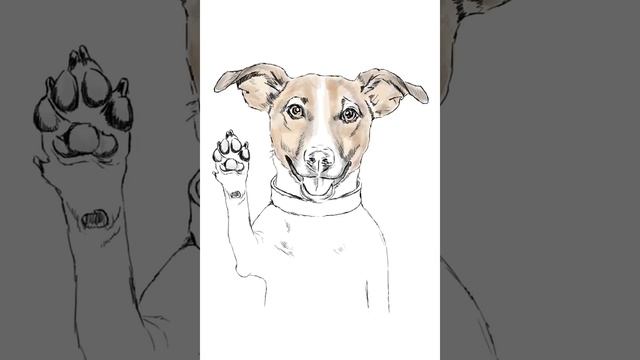 Jack russell terrier photoshop drawing process steps