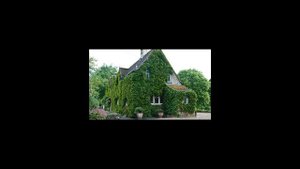 Как ухаживать за плющом?