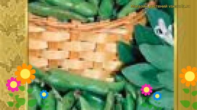 Бобы Русские черные. Краткий обзор, описание характеристик, где купить семена Russkie chernye смотреть онлайн