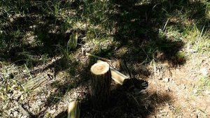 Топор Миша Молотов (Русский Stihl и Fiskars)