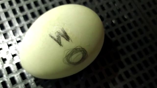 Инкубация яиц подсадных уток 1!