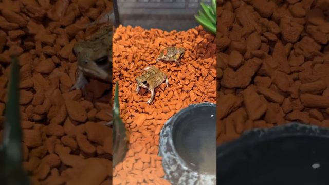 Террариум для узкоротов #питомцы #лягушки смотреть онлайн