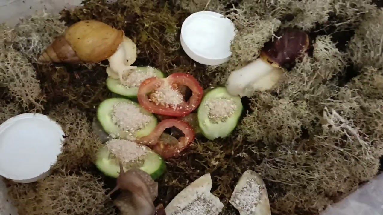 знакомства с улитками смотреть онлайн