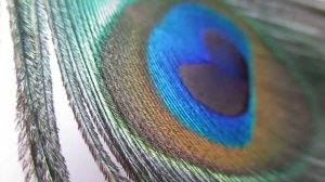 Перо павлина. Павлинье перо. Самое красивое видео #5