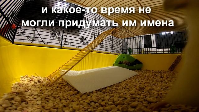 Взяли маленьких крысят дамбо, знакомим со взрослыми. We took the little rats dumbo, familiar adults смотреть онлайн