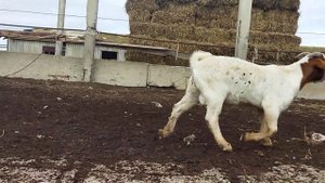 Калахарские козы и Бурский козлик