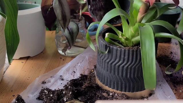 Propagating My Guzmania Lingulata Bromeliad смотреть онлайн