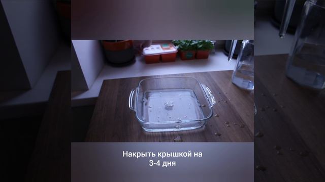 Микрозелень. Вырасти Живые витамины за 7 дней.