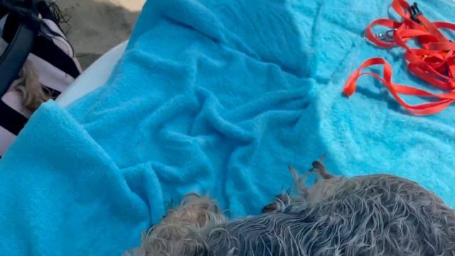 DogVlog: ОТДЫХ С ДВУМЯ СОБАКАМИ НА МОРЕ/ЧТО МЫ БЕРЕМ С СОБОЙ В ПОЕЗДКУ смотреть онлайн