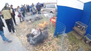 Ярмарка в Орле кроликов и домашней птицы