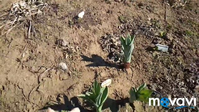 Первый рабочий день на даче. Обрезка персика. Раскрываем розы. Обрезка лаванды.