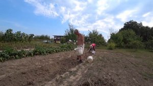 "Сортовая картошка" Вектор v/s Манифест