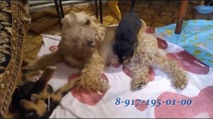 Продаются щенки породы эрдельтерьер