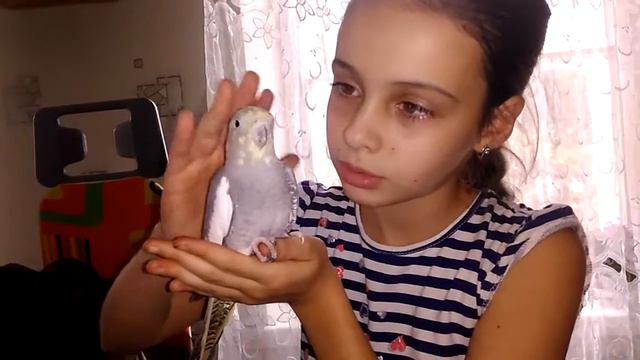 Ручной попугай корелла Любит обниматься смотреть онлайн