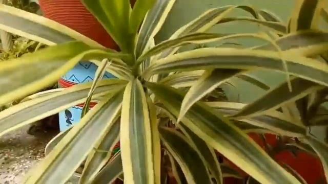 Indoor plant Dracaena plant (song of lndia) /care, tips смотреть онлайн