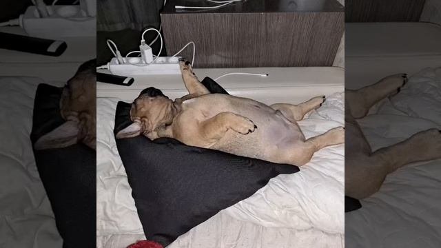Французский Тюленька