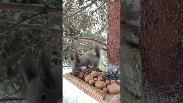 На кормушку пришла вторая белка. The second squirrel came to the feeder