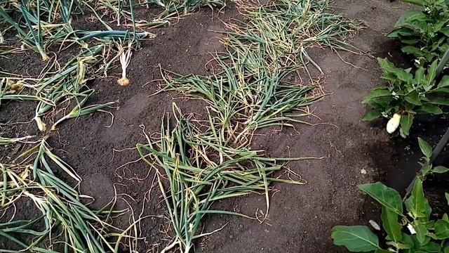 лук из севка, урожай 22года смотреть онлайн