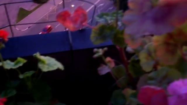 Герань вечером и ночью. Мой балкон 2010 смотреть онлайн