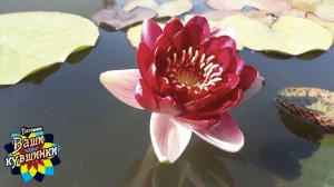 Нимфея Deepest Red (Темно-красная) кувшинка, waterlily, водные растения, пруд