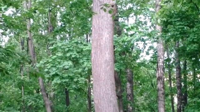 Белки в парке (Песчаный переулок). Москва смотреть онлайн