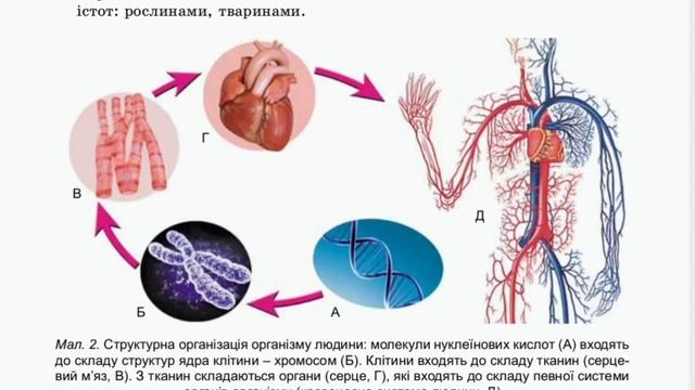 §1. Організм людини як біологічна система, біологія, 8 клас смотреть онлайн