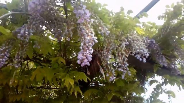 planta de glicinia en flor
