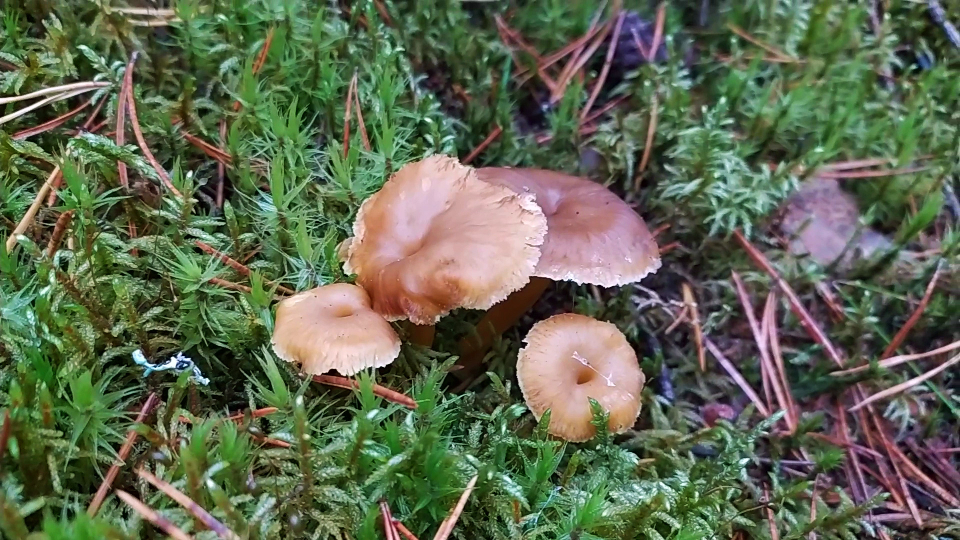 Лисичка трубчатая (Cantharellus tubaeformis). Как выглядит гриб на месте произрастания.