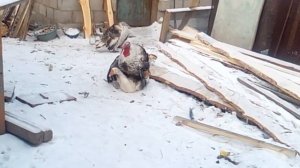 Индюк топчет гуску