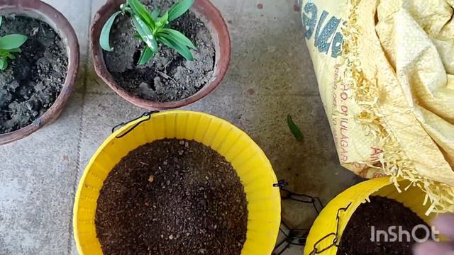 আজ দেখাব ডায়ানথাস ও ভারবেনাকে //Dianthus and verbena care and tips. смотреть онлайн